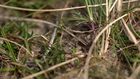 a macro close-up of ants scurrying across the forest floor in sweden, navigating through moss, twigs, and fallen leaves. the fine details of their bodies and movements are captured in sharp focus.