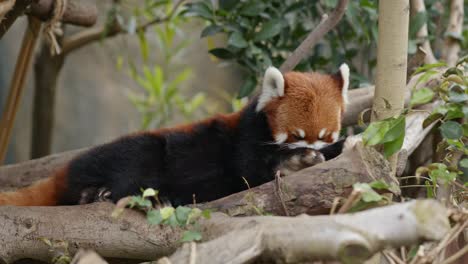 le panda rouge dans la forêt