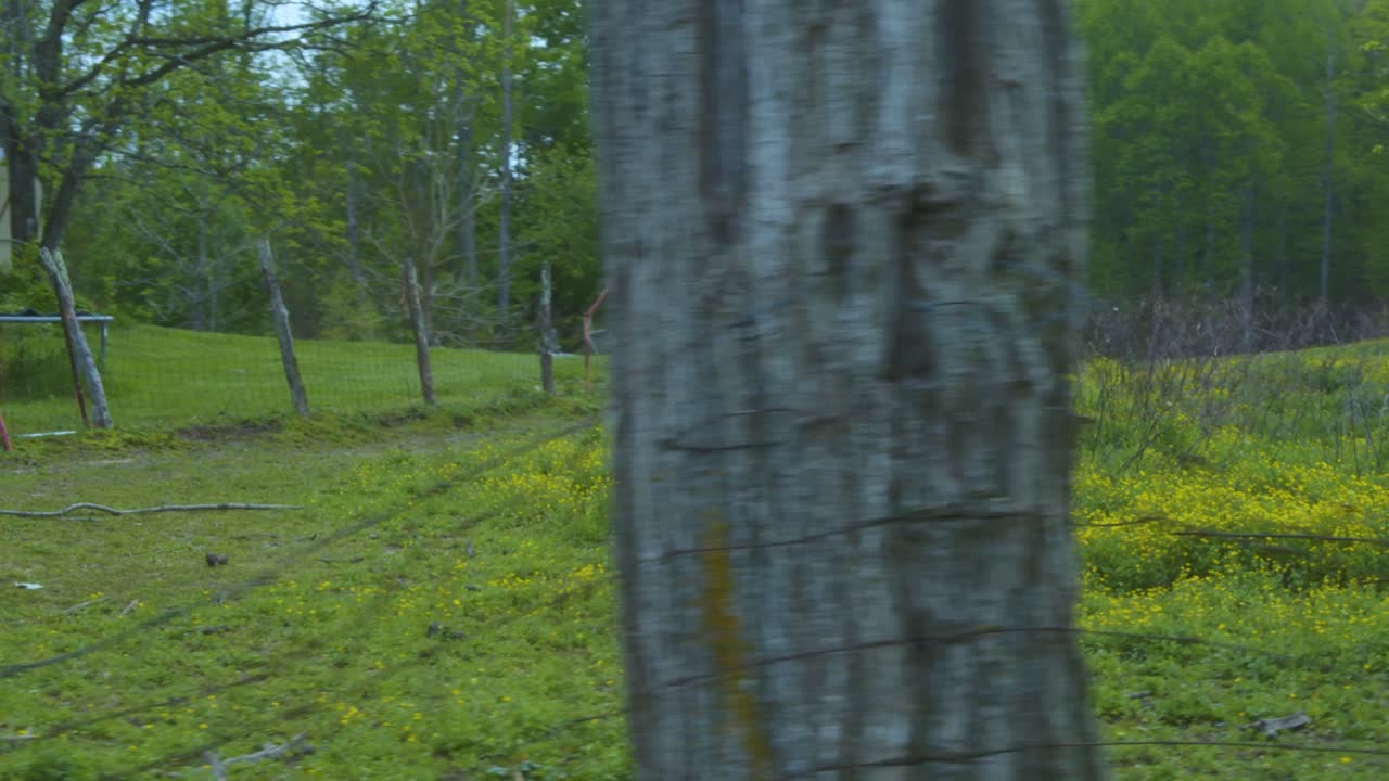 коричневая лошадь, пасущаяся возле дома