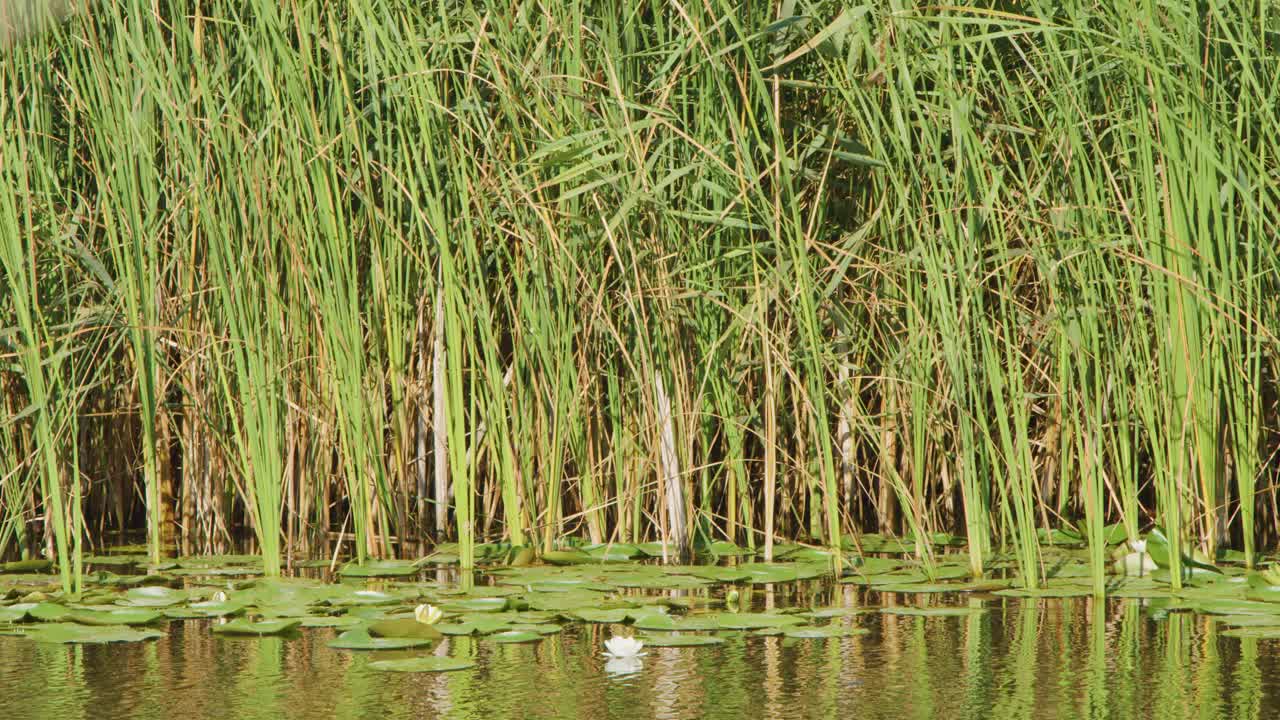 Camera slowly pans across dense reeds, cattails, and water lilies in a freshwater marsh