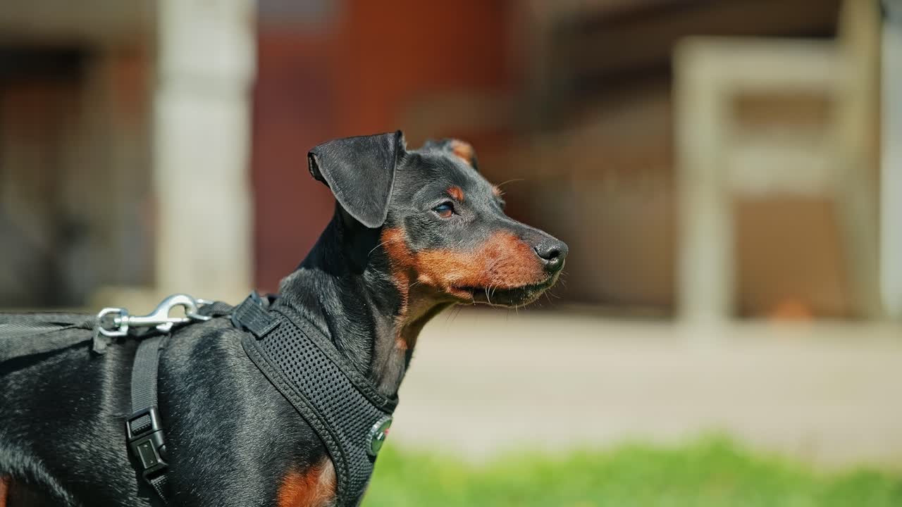 Miniature pinscher puppy in harness gazes ahead in backyard, Slow motion