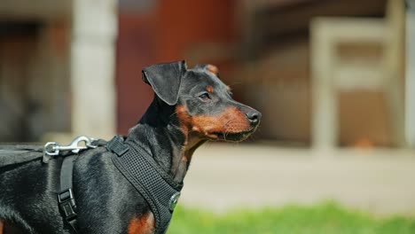 miniature pinscher puppy in harness gazes ahead in backyard, slow motion