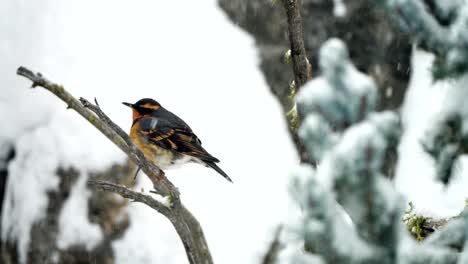 Zorzal-Variado-En-Una-Rama-En-Una-Tormenta-De-Nieve