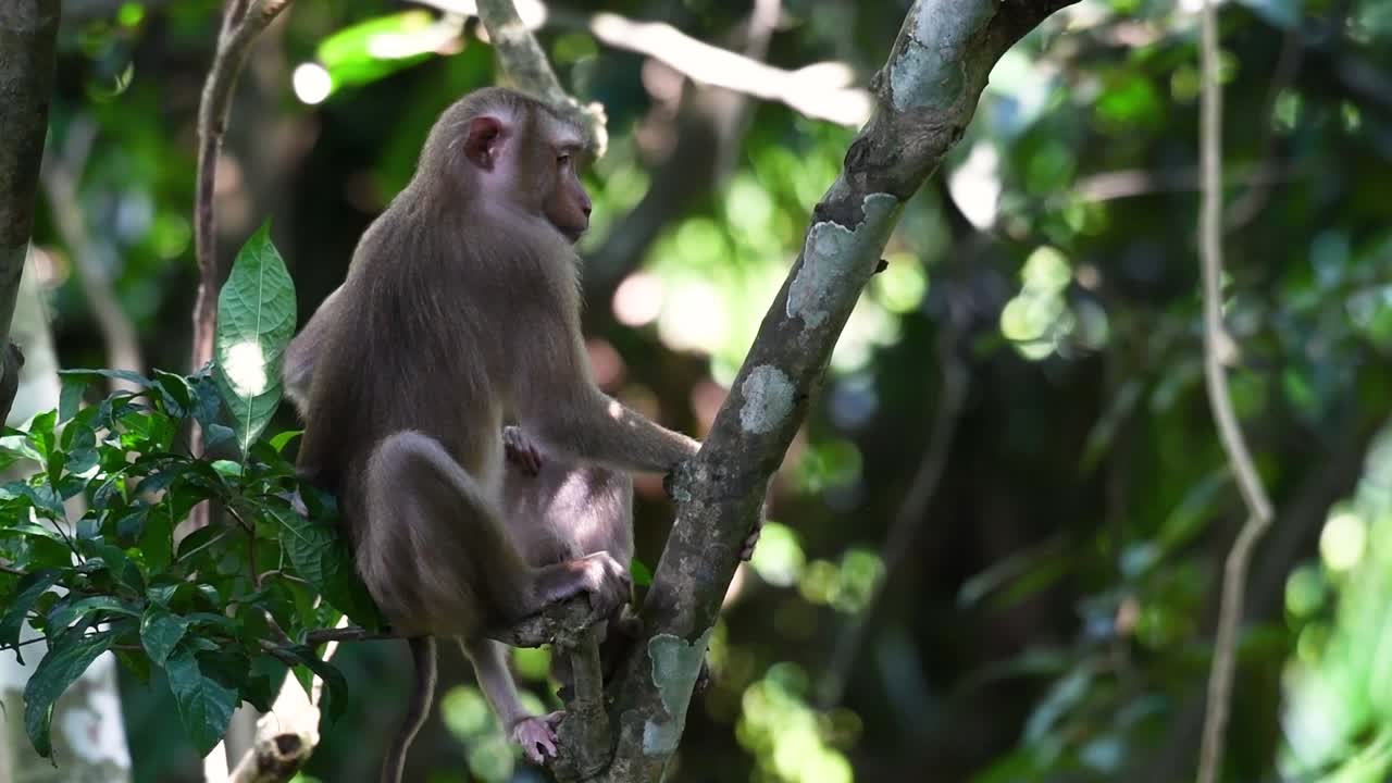 el macaco de cola de cerdo del norte es un primate que se encuentra comúnmente en el parque nacional de khao yai, aunque es una especie vulnerable