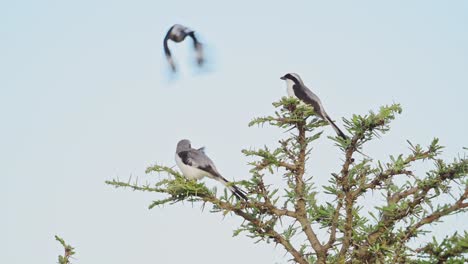 movimiento lento de gris respaldado fiscal shrike pájaro posado en el arbusto en áfrica, aves africanas posadas en las ramas de los arbustos, despegando en vuelo volando en safari de vida silvestre en masai mara kenia vida de las aves