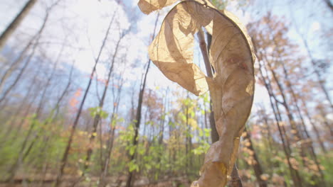 the sun shines against a leaf on a sunny autumn day in the forest