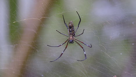 a spider with long legs taking a rest on its web while the wind blows - close up shot