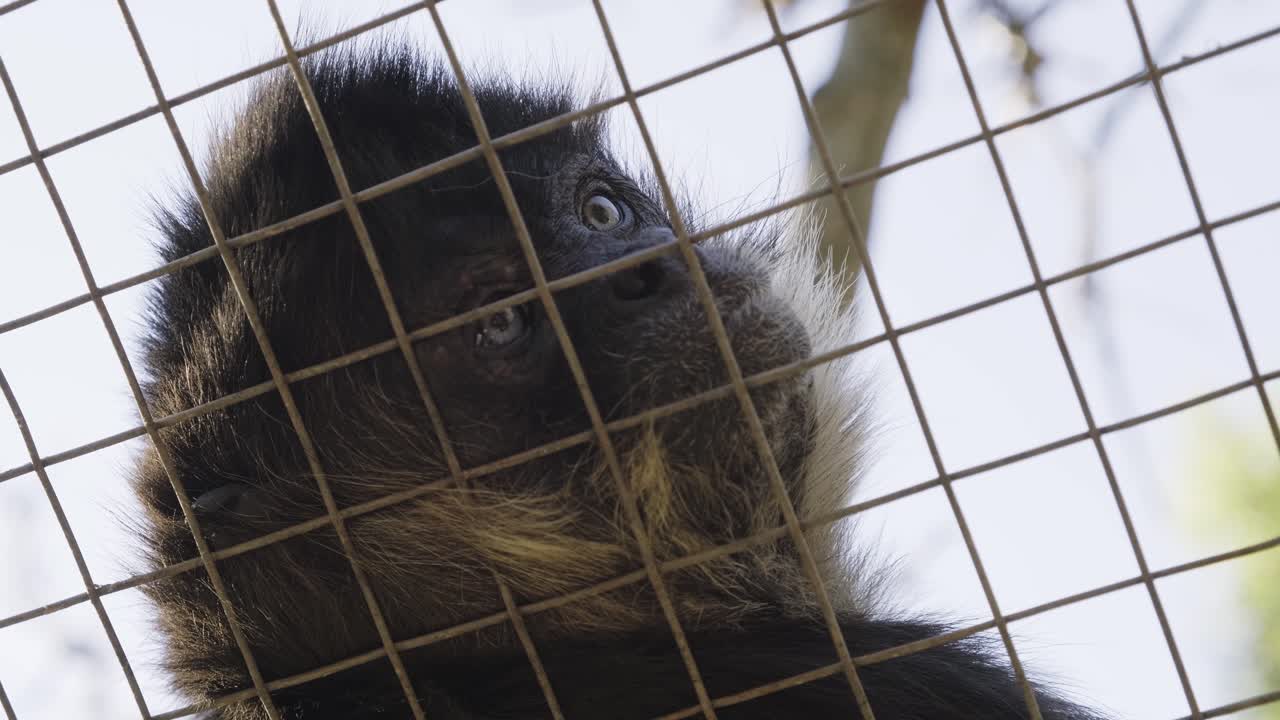 Simpatica scimmia macaco pelosa che riposa dietro la recinzione a rete metallica dello zoo, che osserva curiosa