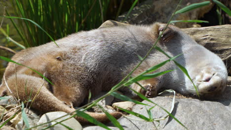 eurasian otter sleeps on back lying on rocky riverbank by pond water