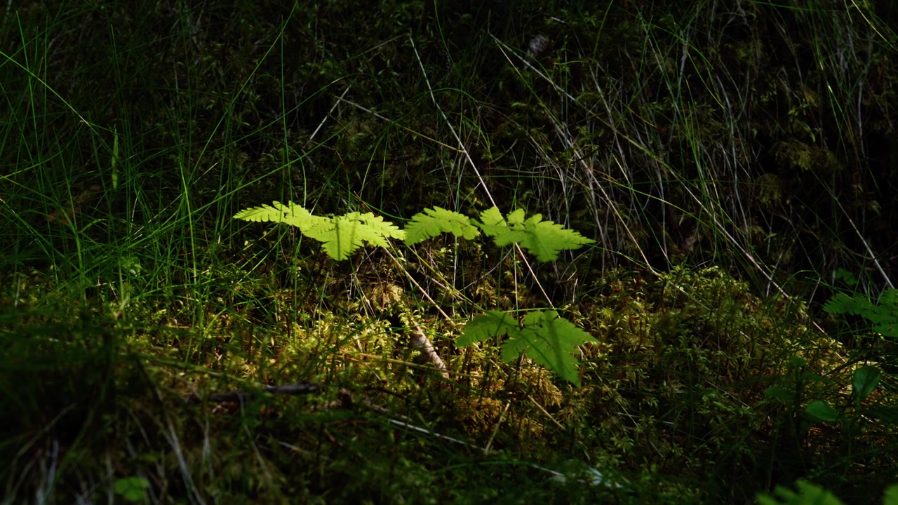 Giovani piantine forestali risplendono in una chiazza di luce solare su un terreno muschioso, circondate da erba scura e sottobosco.