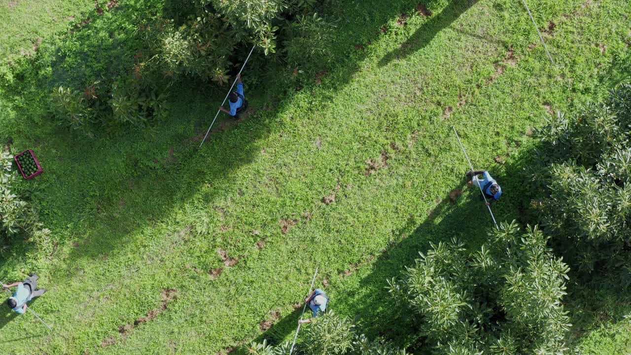 아보카도 밭 위를 걷는 아보카도 농부들