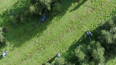 agricultores de aguacate caminando sobre campos de aguacate