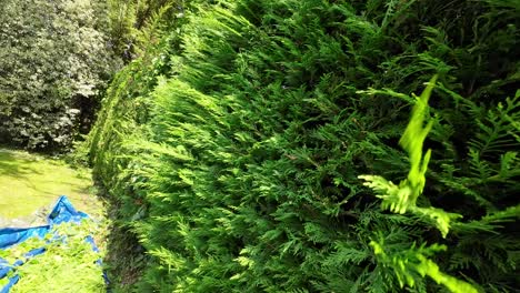 Chestmount-view-of-hedge-trimmer-cutting-hedge-on-a-sunny-day-in-slow-motion