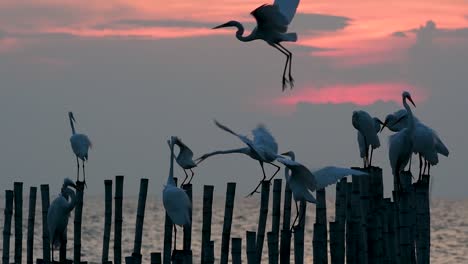 The-Great-Egret,-also-known-as-the-Common-Egret-or-the-Large-Egret