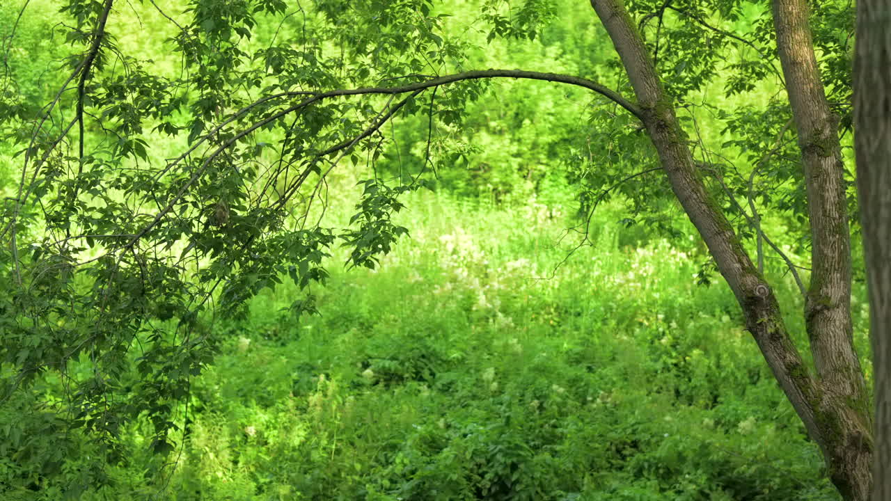 茂る 緑 の 森 の 景色