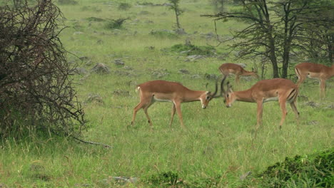 impalas peleando en los verdes pastizales en masai mara en kenia mientras otros pastan - plano general