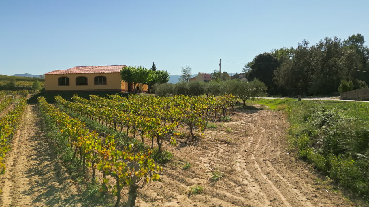 Drone che vola elegantemente indietro da rigogliosi vigneti, filari di alberi e vegetazione verde vibrante sullo sfondo di un cielo azzurro e limpido in una giornata di sole