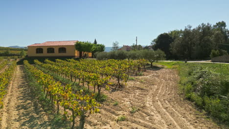 drone gracefully flies back from lush grape fields, rows of trees, and vibrant green vegetation against the backdrop of a clear blue sky on a sunny day