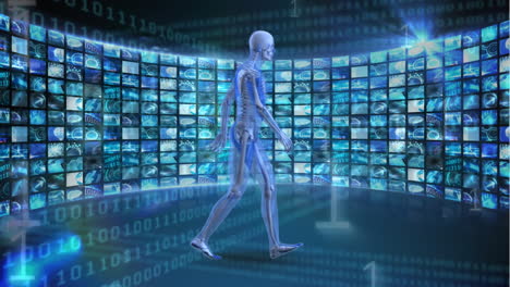 anatomía humana caminando