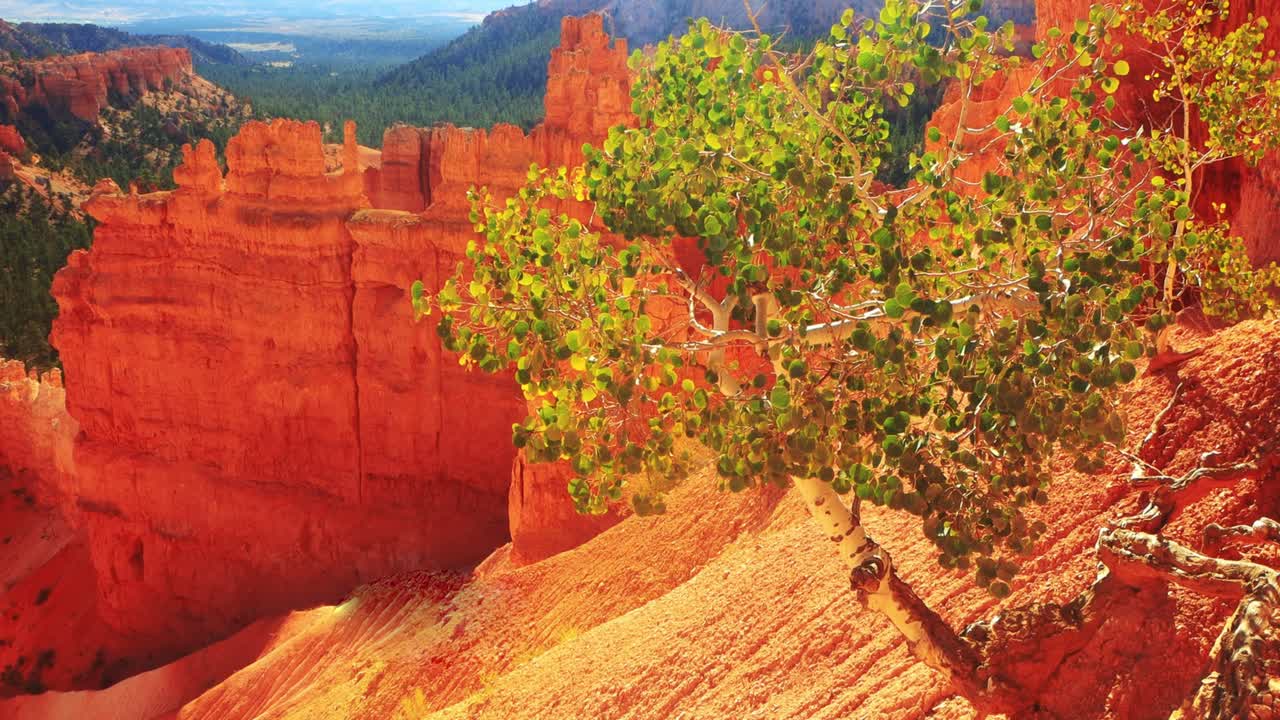 Bryce Canyon and soft breeze in trees