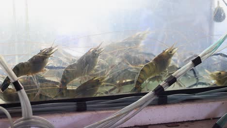 live shrimps in a clear glass aquarium