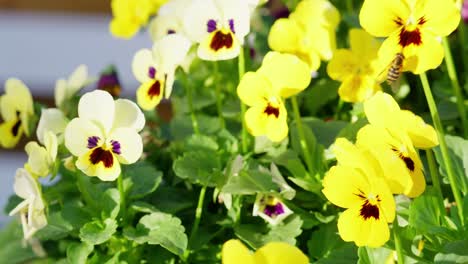Viola-flowers-sway-in-autumn-breeze-under-warm-sunlight-in-video