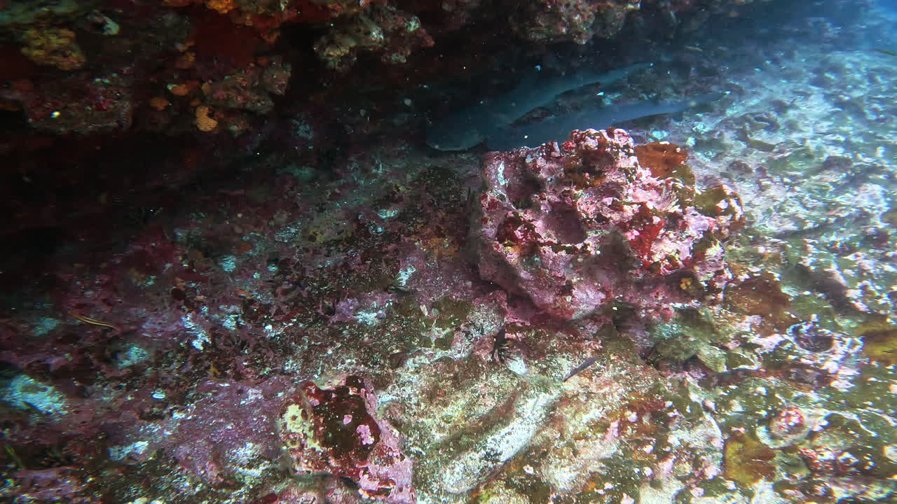 tiro acquatico di pesci e squali
