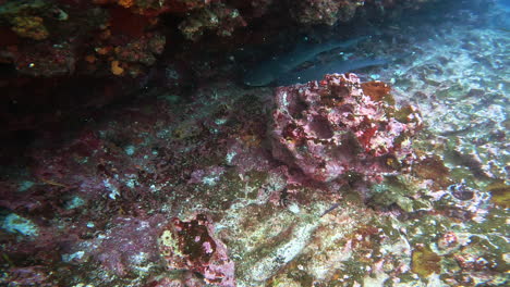 aquatic shot of fish and shark