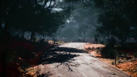 beautiful tree lined road in the tunnel of trees