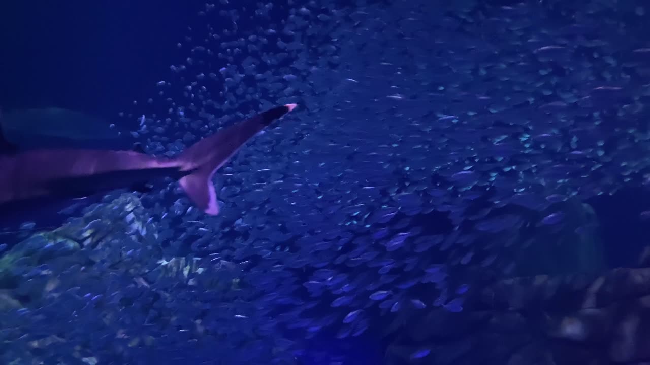 상어가 수족관에서 물고기가 들끓는 바다를 헤엄치고 있다