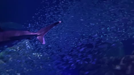 un tiburón nada a través de aguas infestadas de peces en un acuario