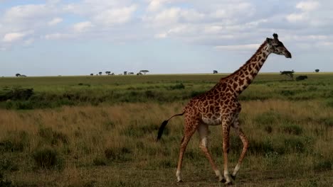 toma estática de una jirafa caminando por el parque nacional del serengeti