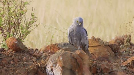 adult male montagu's harrier bird tilting head while on rocky ground