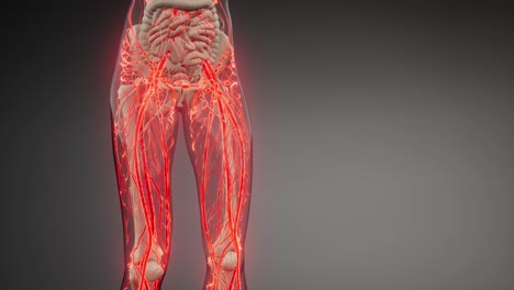 blood vessels of human body