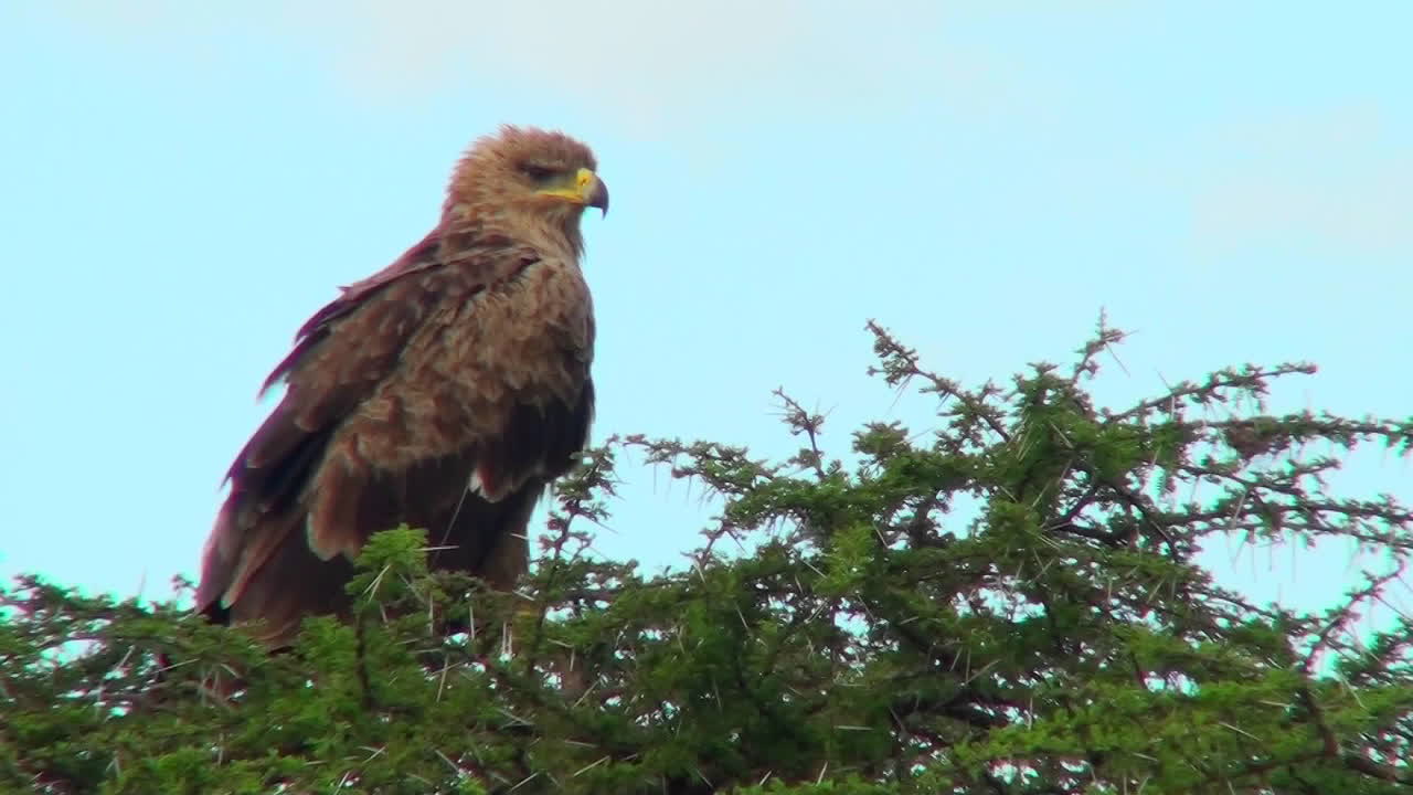 un águila leonada se sienta en su percha inspeccionando el campo africano