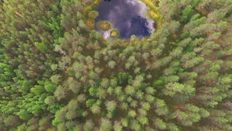 Impresionantes-Imágenes-Aéreas-De-Un-Pequeño-Estanque-Forestal-En-Medio-Del-Bosque-De-Coníferas