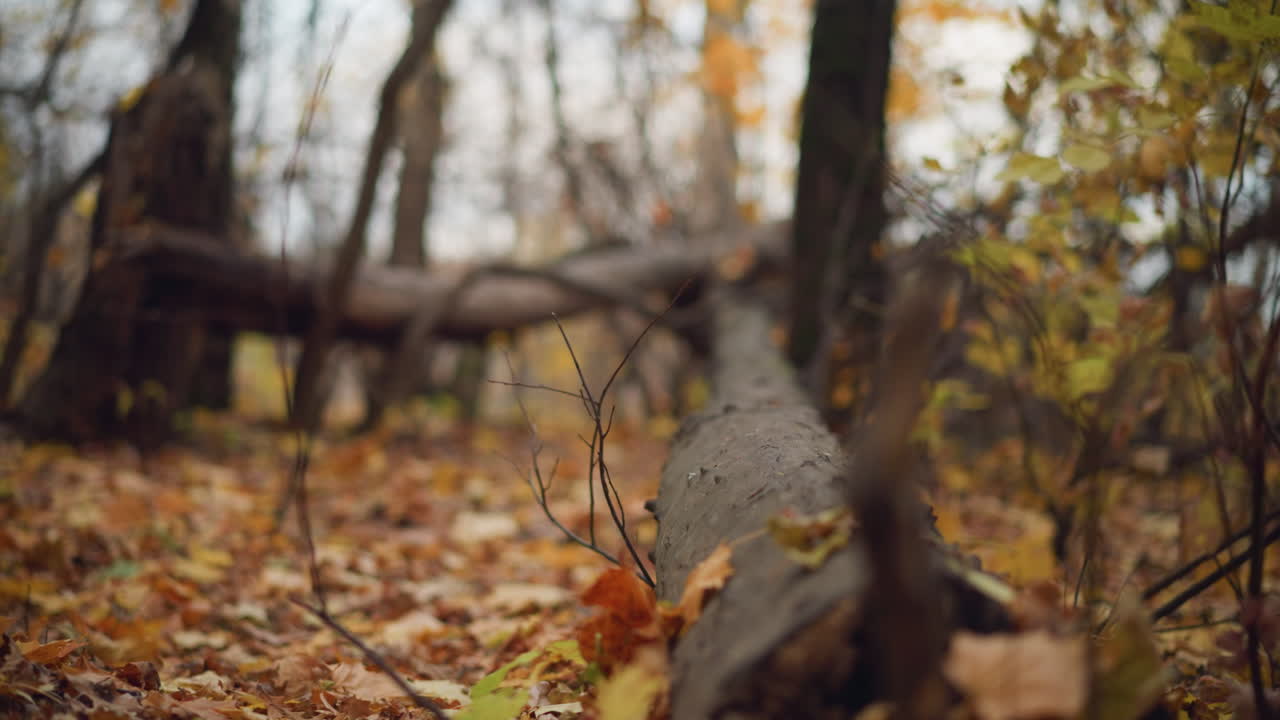 escena serena del bosque de otoño con árboles caídos que se encuentran a través de un camino de bosque natural, rodeados de árboles altos con hojas doradas, el follaje seco cubre el suelo