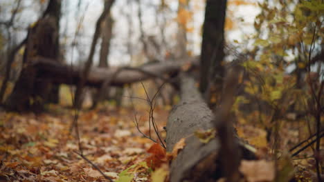 serene autumn forest scene featuring fallen trees lying across a natural woodland path, surrounded by tall trees with golden leaves, dry foliage covers the ground