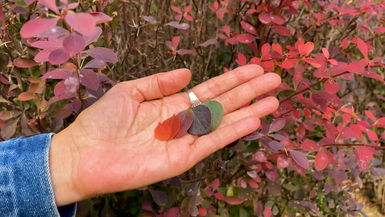 Close-up of a woman’s palm holding leaves of the same plant transitioning from green to vibrant red, with the colorful plant in the background enhancing the natural contrast