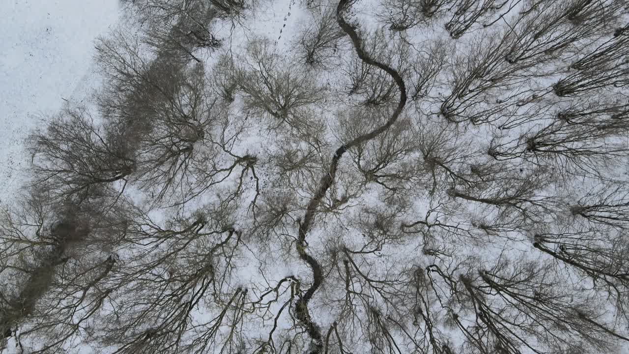 Trees swaying in strong windy day winter snowy forest overhead aerial 4k