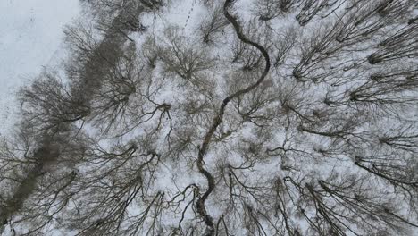 trees swaying in strong windy day winter snowy forest overhead aerial 4k