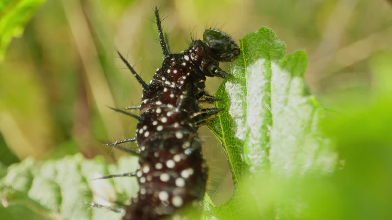Larva feeding upright on nettle leaf, body lit by sun against soft greens