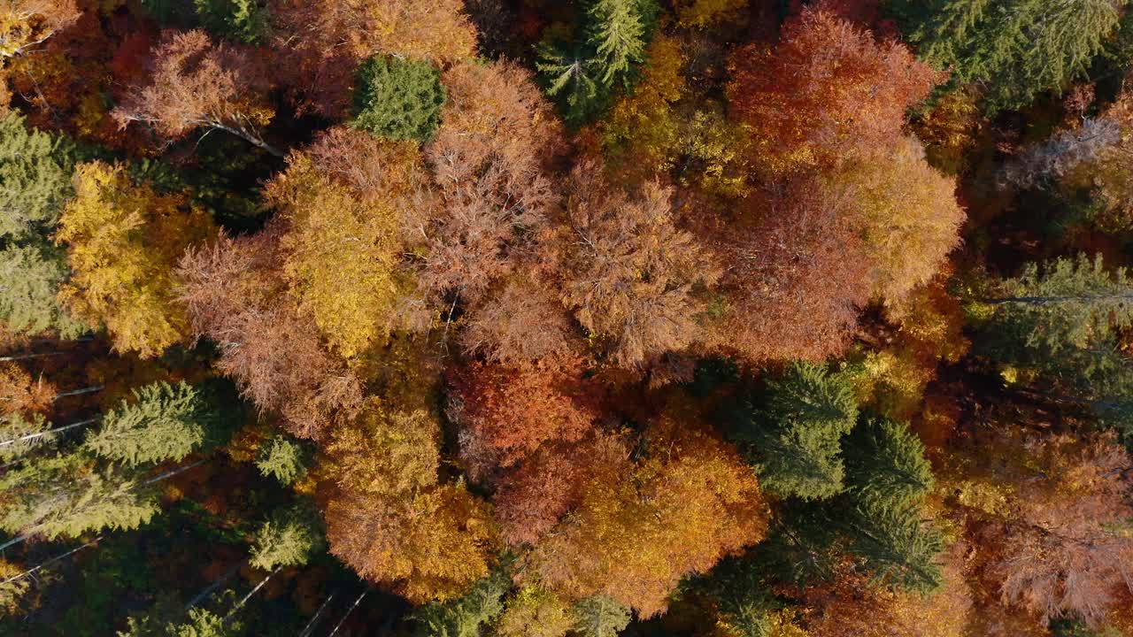 Colorful autumn trees near lake sfanta ana in harghita, romania, aerial view