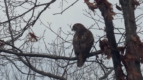 hawk sitting on barren branch, turning head to camera