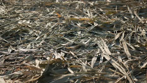 dried leaves on the ground