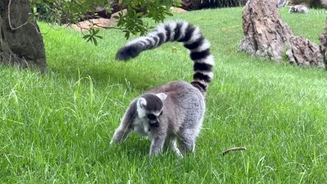 Close-up-view-of-a-lemur-looking-for-food-in-a-green-grass-flied