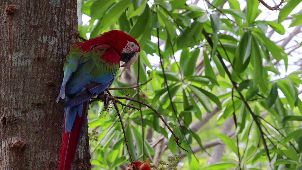 un guacamayo vibrante sentado tranquilamente en una rama