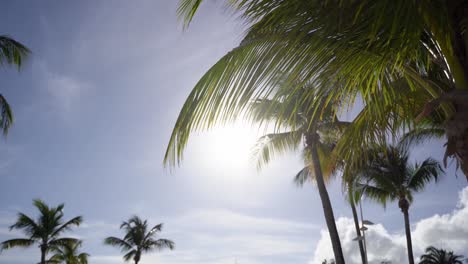 palmera verde en una playa de guadalupe con sol