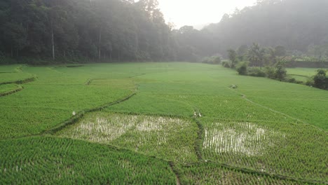 green rice terraces in a valley