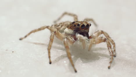 extreme close up of jumping spiders